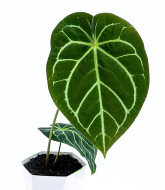 ANTHURIUM MAGNIFICUM