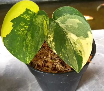 SCINDAPSUS JADE SATIN VARIEGATED