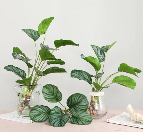 Calathea Orbifolia “Rare” houseplants