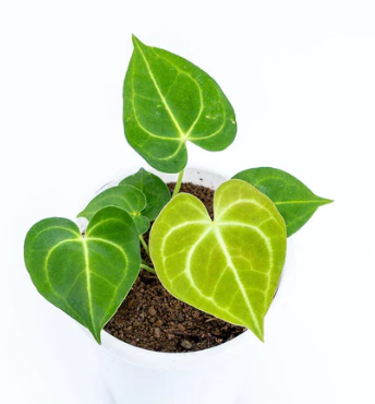 ANTHURIUM CLARINERVIUM