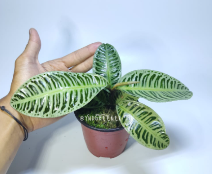 LABISIA SP RIAU GREEN