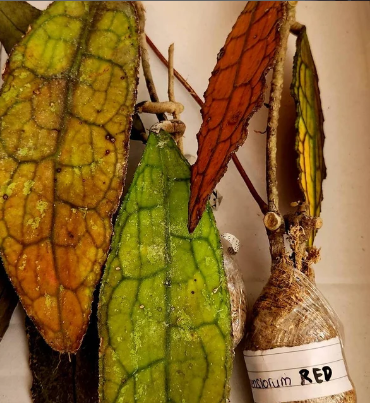 Hoya Sp Tanggamus Red FREE PHYTOSANITARY