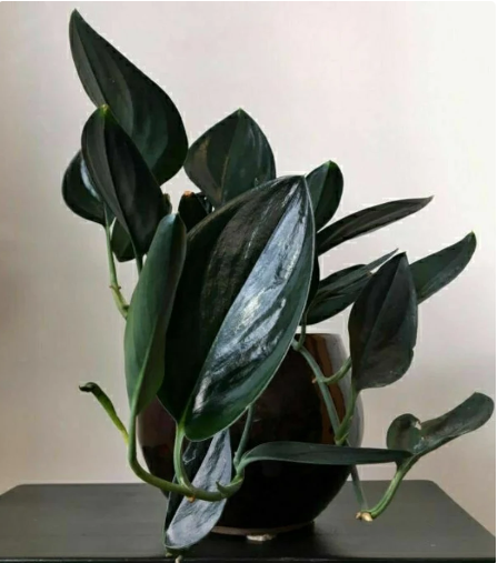 SCINDAPSUS TREUBII DARK FORM