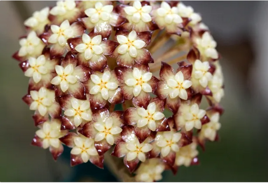HOYA CLEMENSIORUM RED FREE PHYTOSANITARY