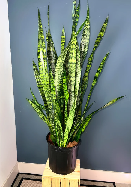 Sansevieria Zeylanica, 3 Gallon Grower Pot, 4 - 5 Feet Overall Height, Modern Indoor Live Snake Plant