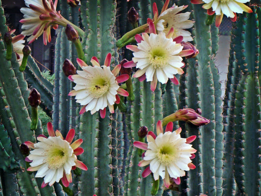 Cactus Cereus Peruvianus FREE PHYTOSANITARY