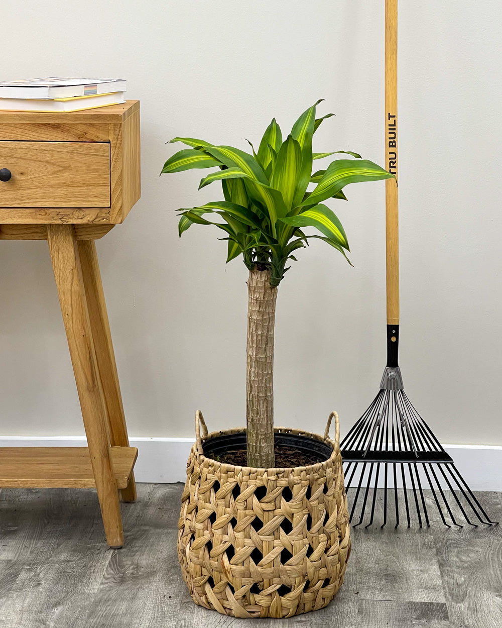 Dracaena Fragrans (Massangeana)- Song of India - Lily Bamboo - Song of Jamaica