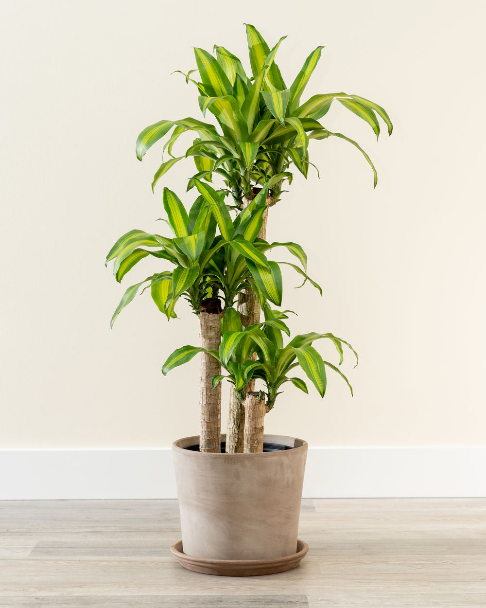 Dracaena Fragrans (Massangeana)- Song of India - Lily Bamboo - Song of Jamaica