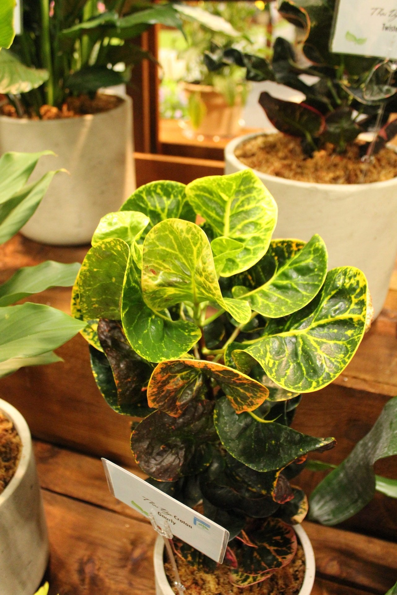 Codiaeum Varigatum FREE PHYTOSANITARY
