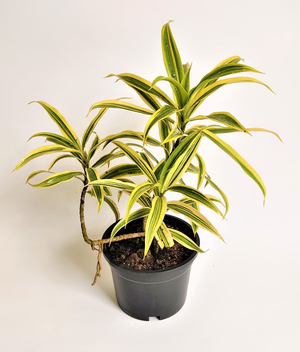 Dracaena Reflexa - Song of India - Lily Bamboo - Song of Jamaica