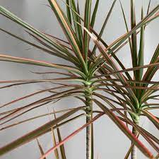 Dracaena Marginata Colorama Tricolor (Dragon Tree)
