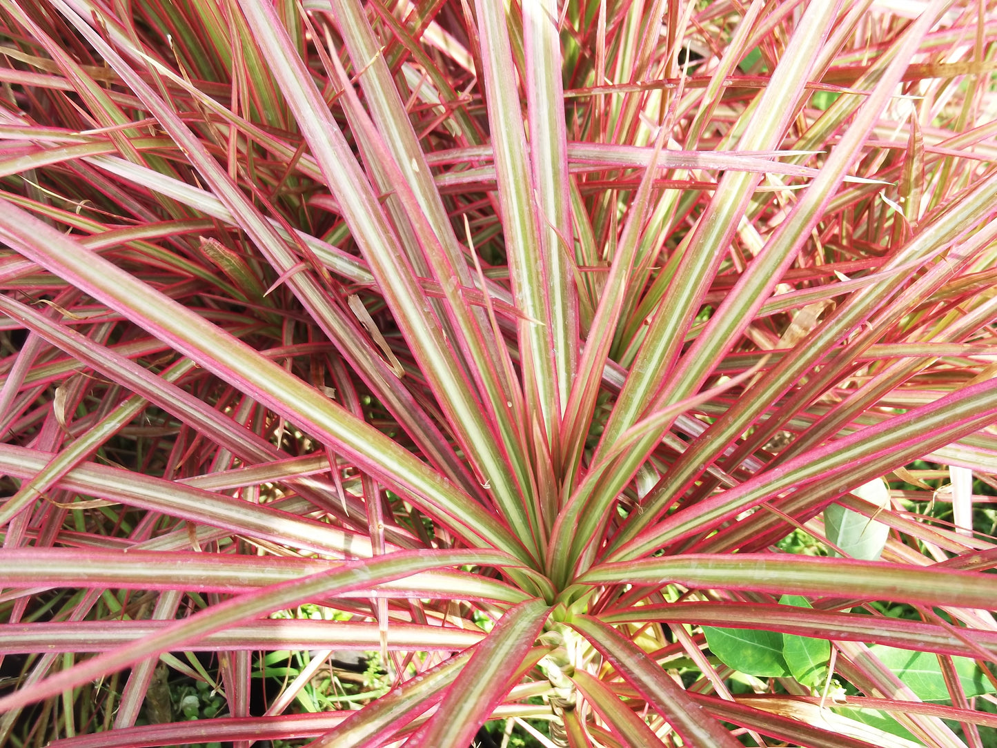 Dracaena Marginata Colorama Tricolor (Dragon Tree)