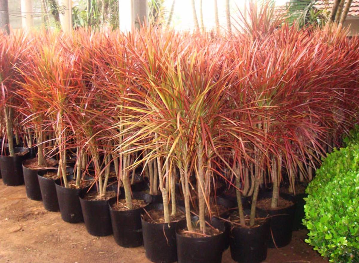 Dracaena Marginata Colorama Tricolor (Dragon Tree)