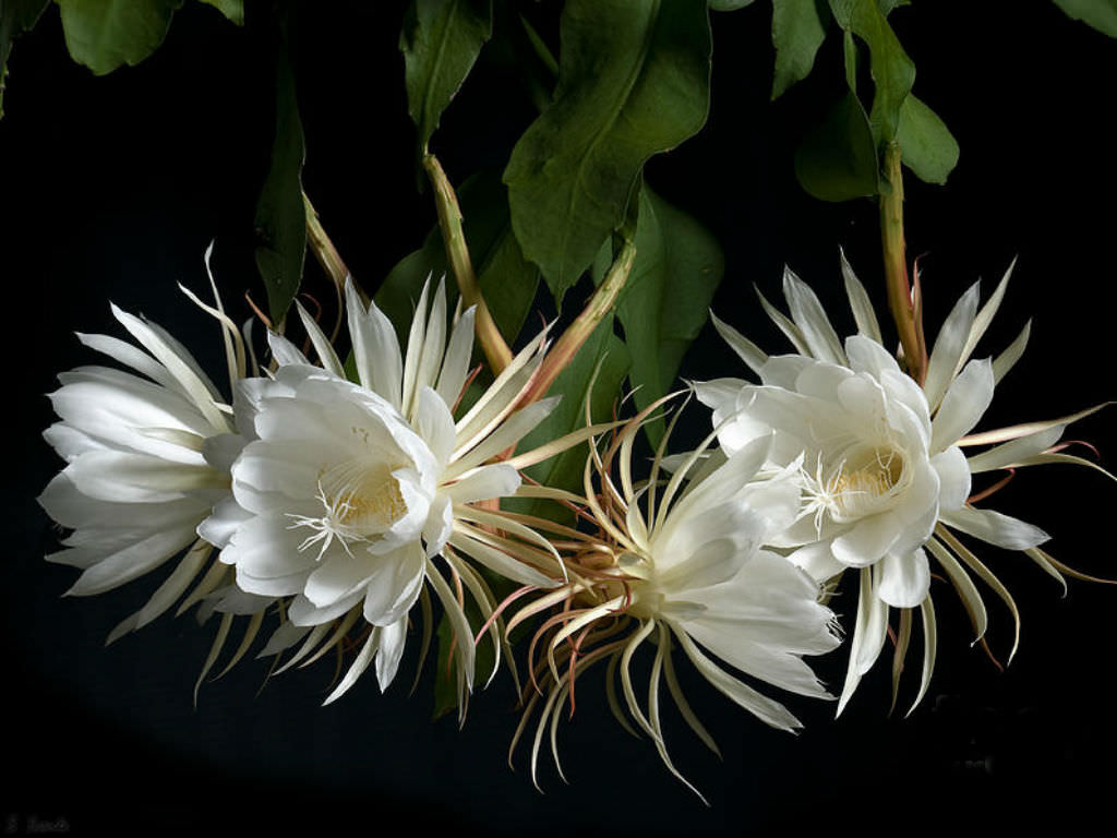 Epiphyllum Cactus Orchid Night Queen Live Cuttings, Kadupul Flower Plants 5 Rooted cuttings FREE PHYTOSANITARY