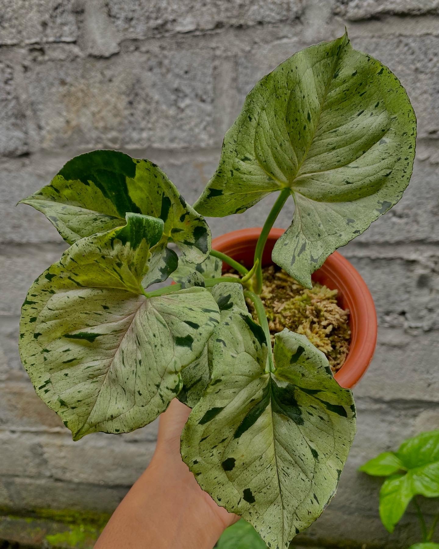 SYNGONIUM GREEN SPLASH