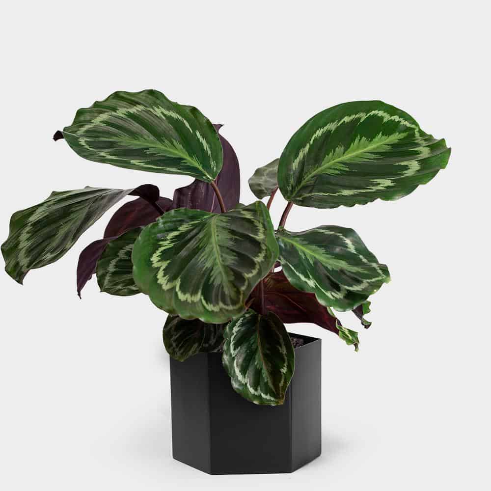 Calathea Medallion Roseopicta