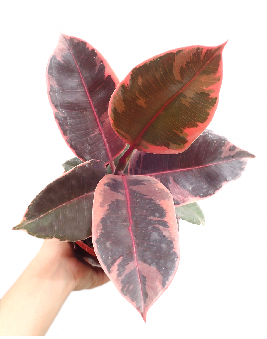 Variegated Ficus Elastica Tineke Rubber Plant