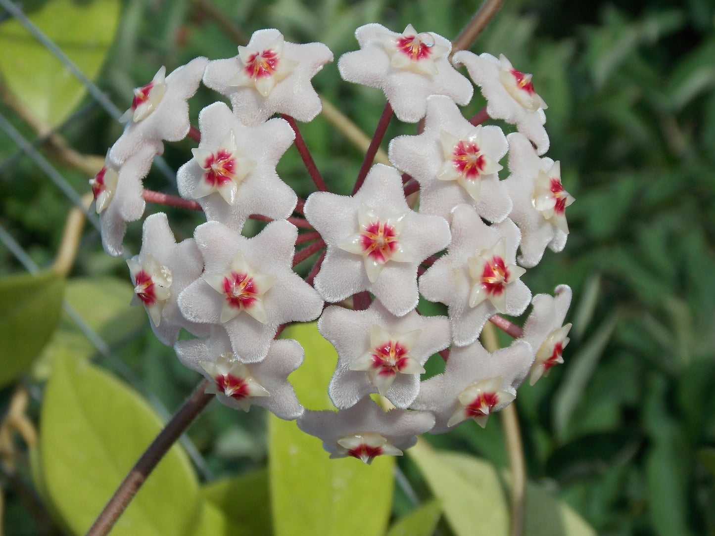 Hoya Carnosa - Hanging Plant, Wax Plant, Fragrant Blooms- Plant Cuttings, Easy to Grow