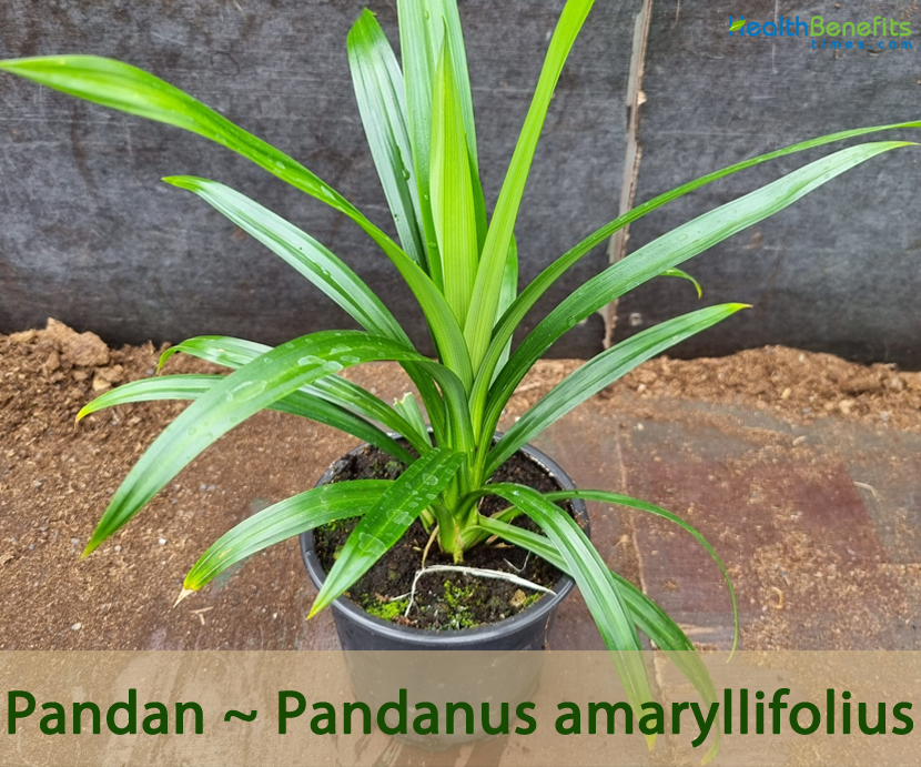 Pandan Plant, Pandanus amaryllifolius, Live Roots for planting, 2 Live Stems