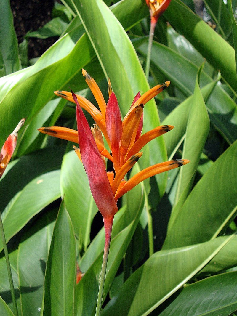 Parakeet Flower 2 pcs (Heliconia psittacorum)
