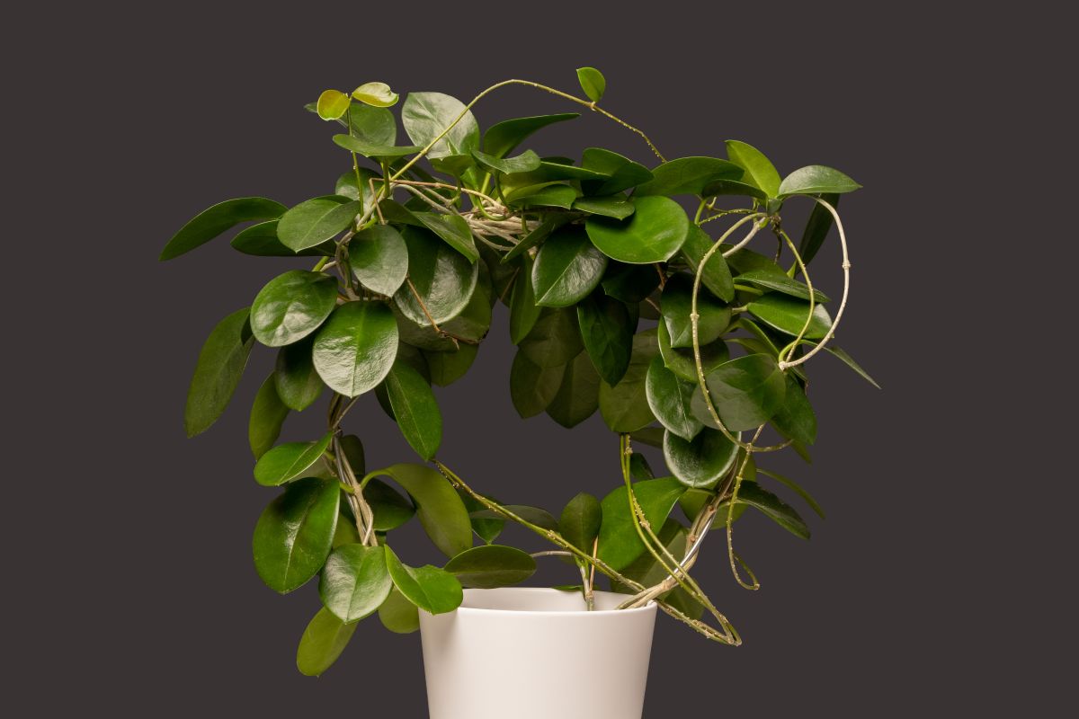 Hoya Carnosa - Hanging Plant, Wax Plant, Fragrant Blooms- Plant Cuttings, Easy to Grow