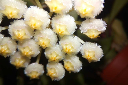 Hoya Lacunosa Splash