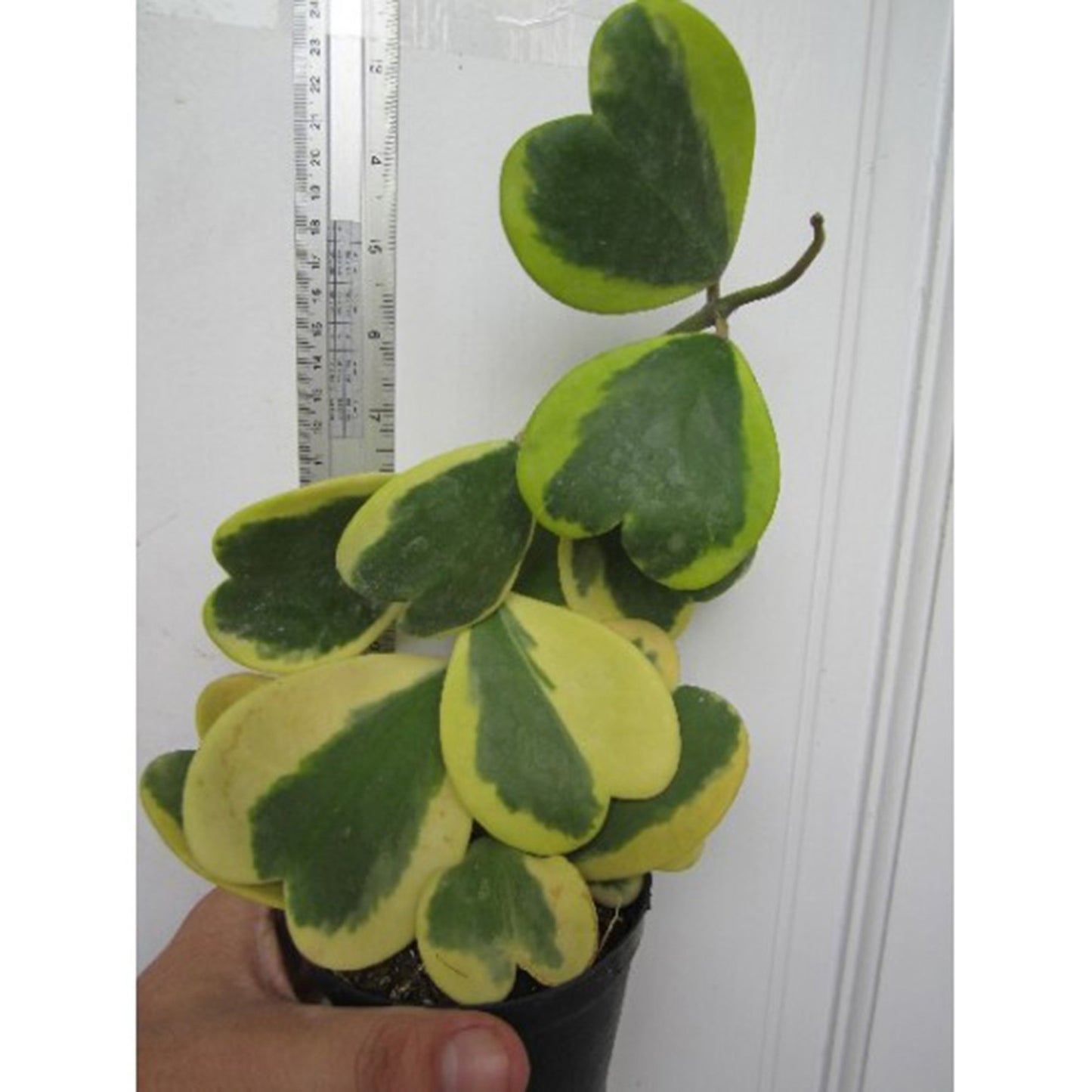 Hoya Kerii Sweetheart Variegated