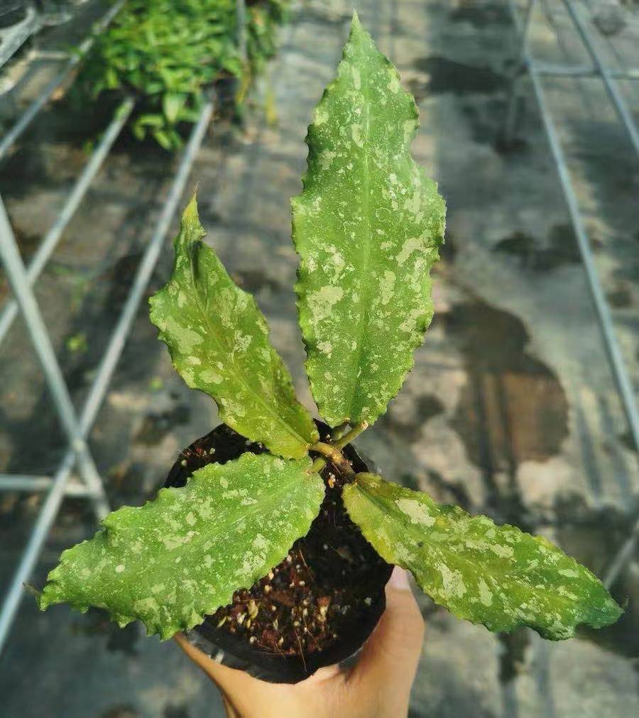 HOYA UNDULATA SPLASH FREE PHYTOSANITARY