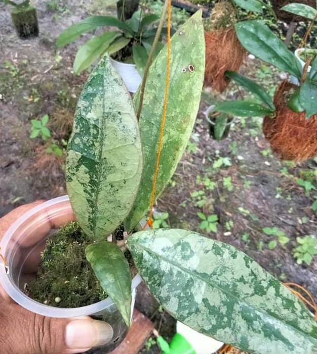 HOYA AFF LAMBII SILVER (NEW SPECIES)