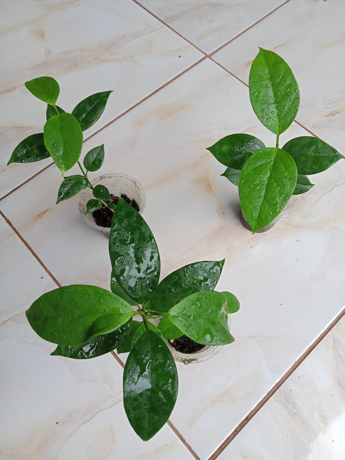 HOYA CORIACEA (CERREACEA)