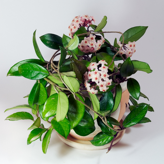 Hoya Carnosa - Hanging Plant, Wax Plant, Fragrant Blooms- Plant Cuttings, Easy to Grow