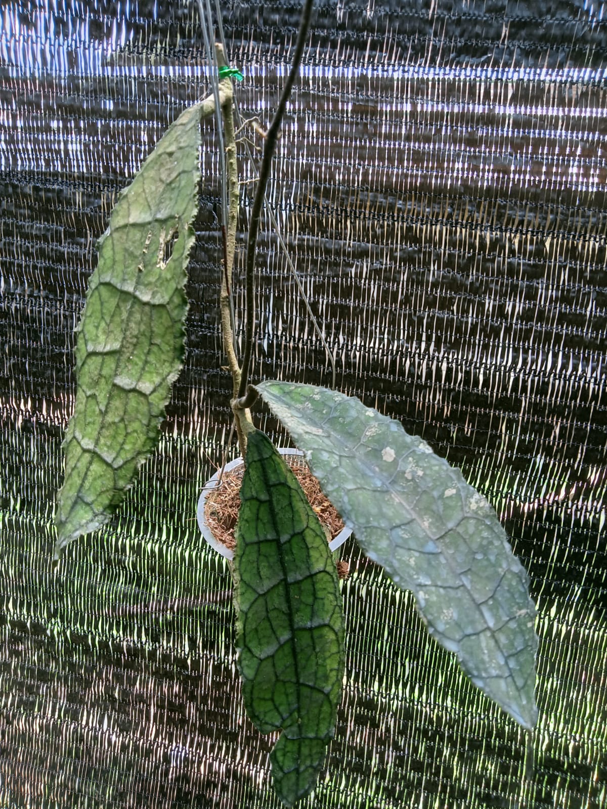 HOYA CLEMENSIORUM FREE PHYTOSANITARY