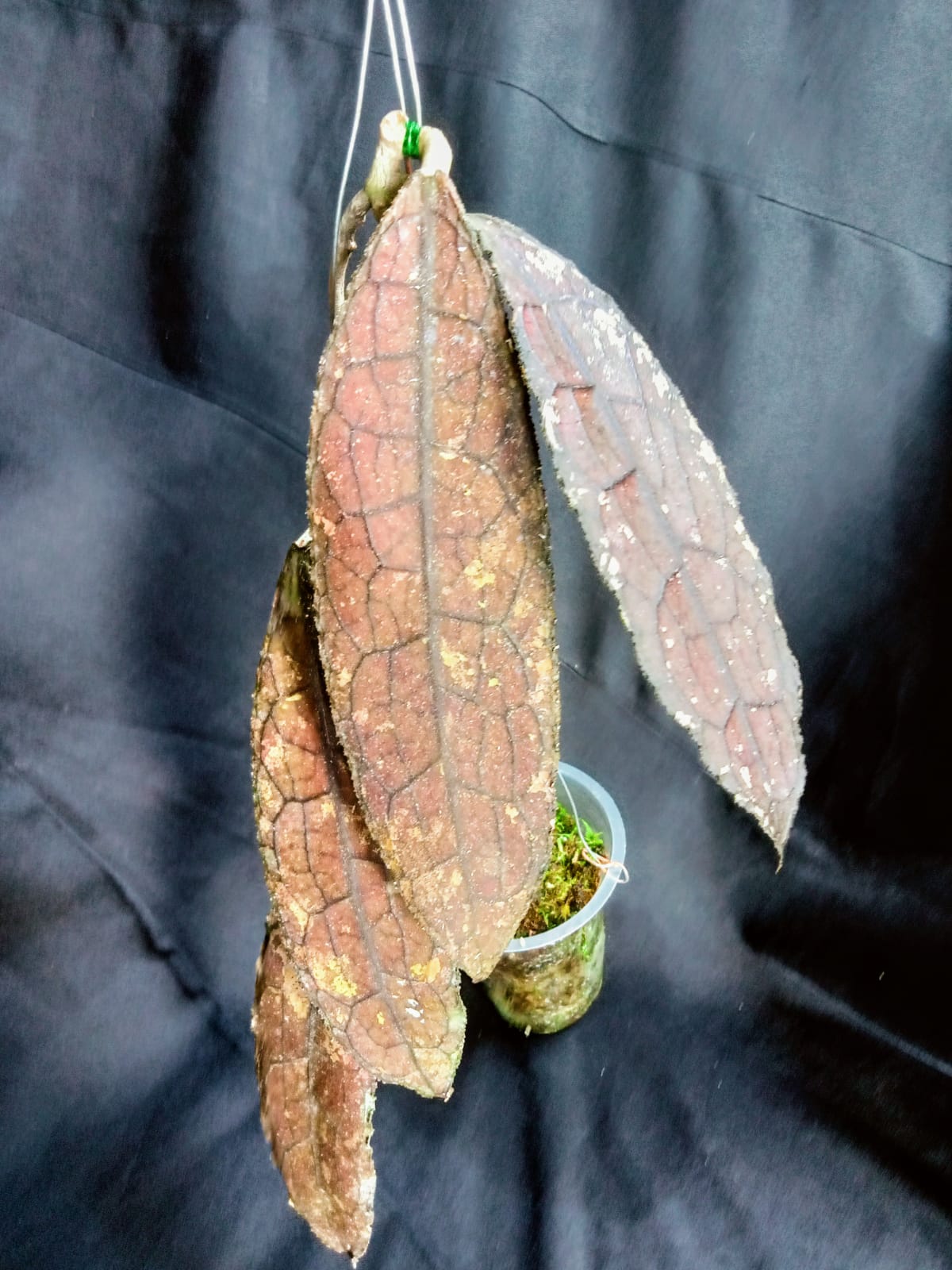 HOYA CLEMENSIORUM RED FREE PHYTOSANITARY