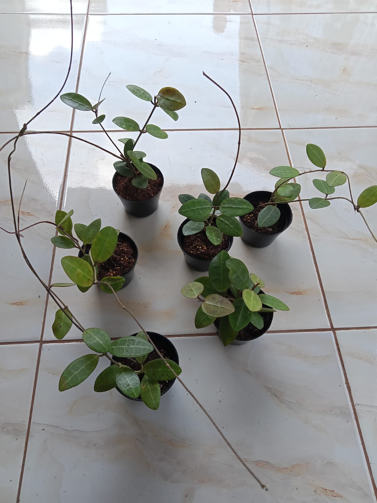 Hoya Elliptica Sp.Borneo Indonesia