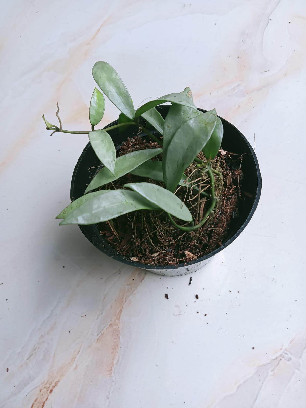 HOYA LACUNOSA SILVER