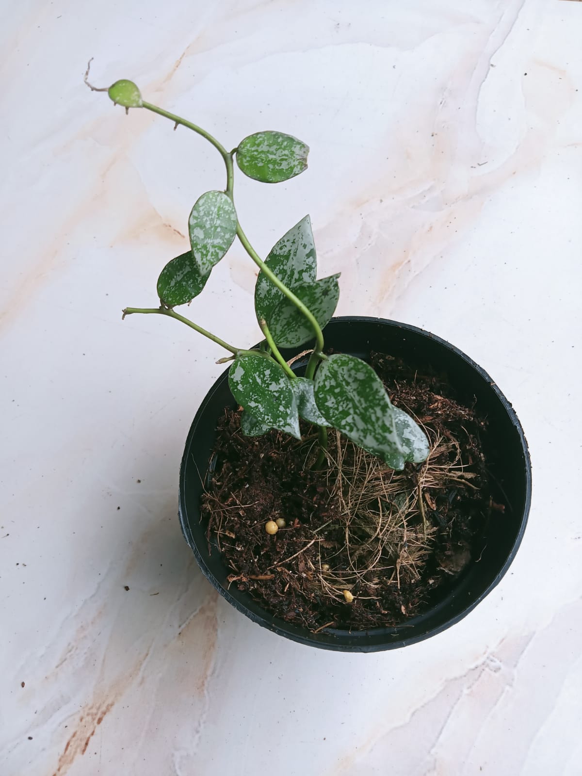 Hoya Lacunosa Splash