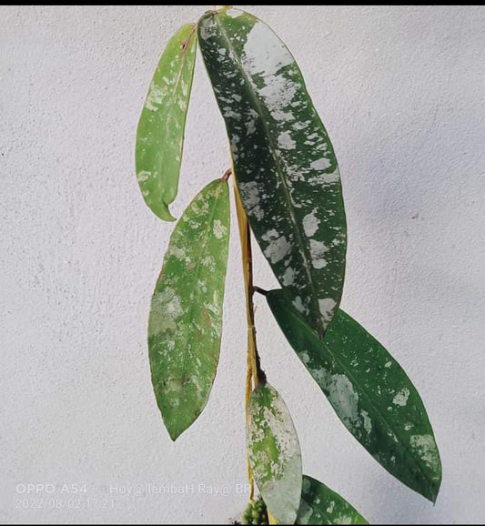 Hoya Sp.Kalimantan Splash