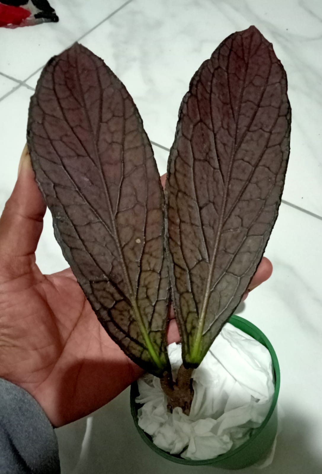 Hoya Sp Tanggamus Red FREE PHYTOSANITARY