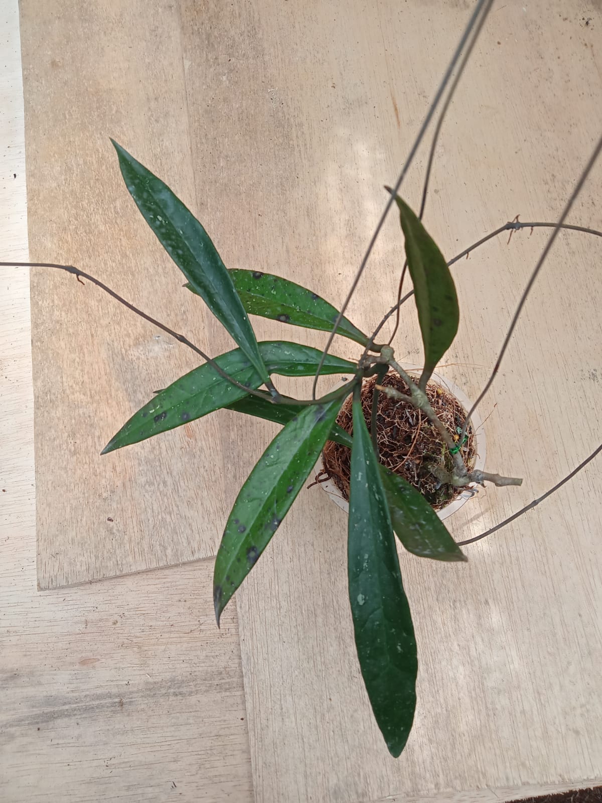 HOYA SULAWESIANA FREE PHYTOSANITARY