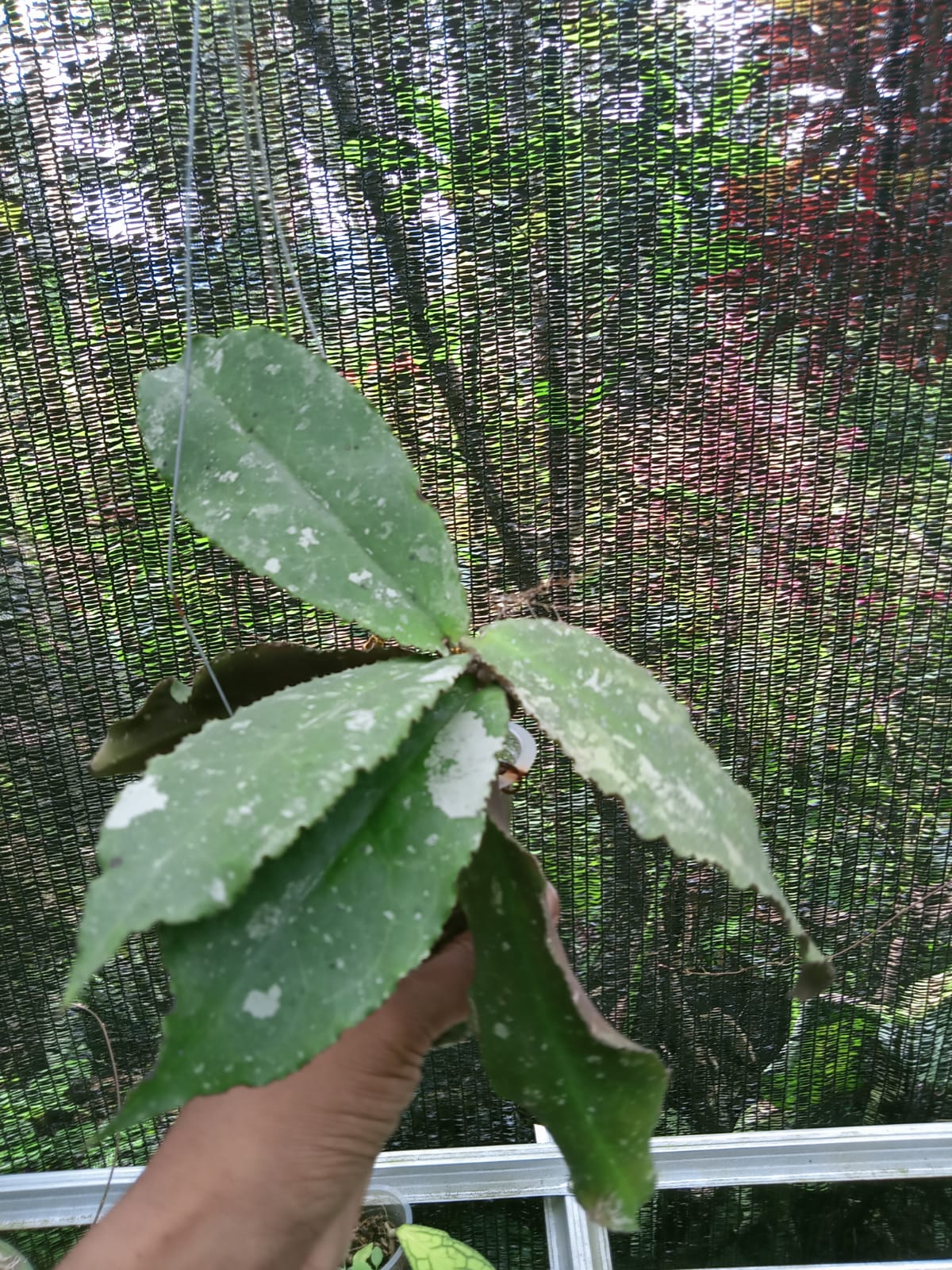HOYA UNDULATA SPLASH (FREE PHYTOSANITARY)