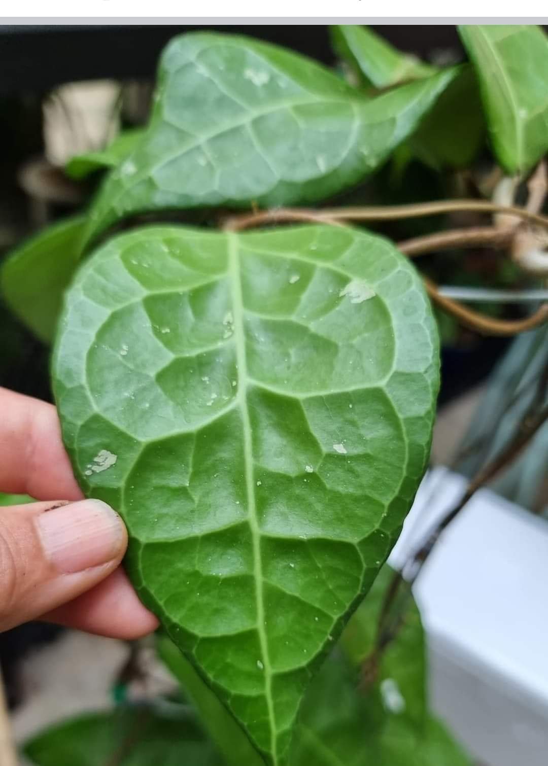 HOYA VERTICILLATA SP LAMPUNG SUMATERA FREE PHYTOSANITARY
