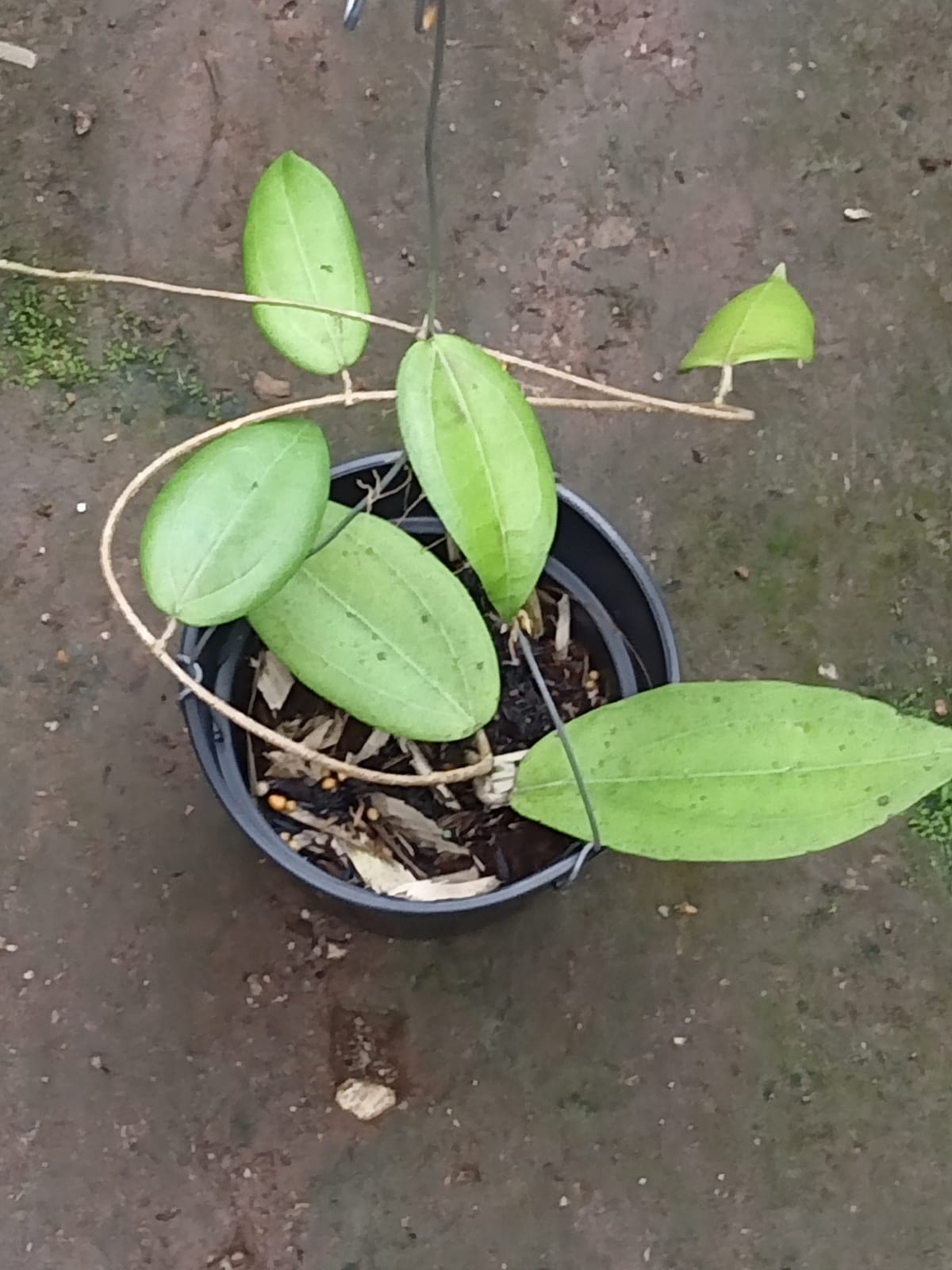Hoya Verticillata Sulawesi