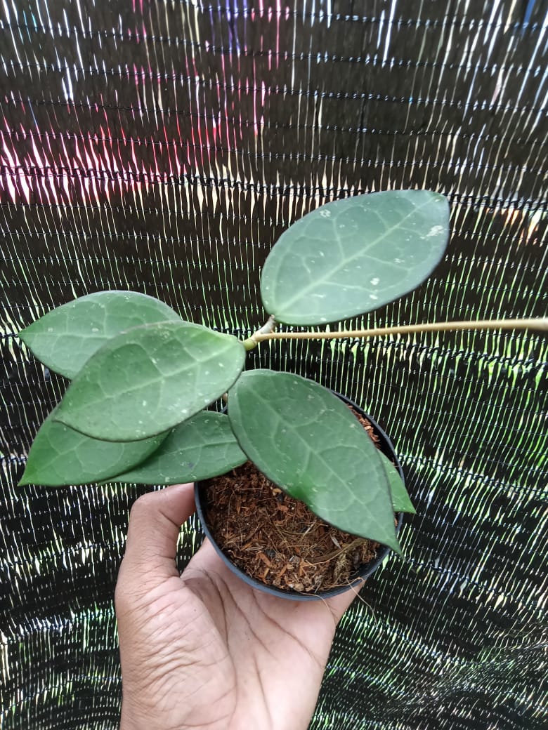 Hoya Verticillata Sp.Nganjuk