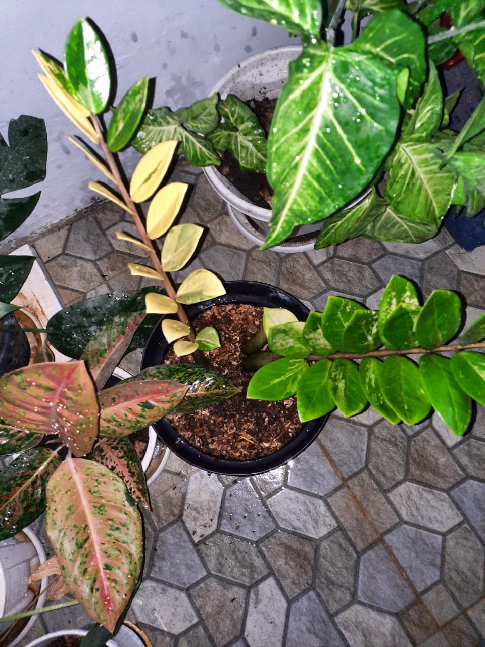 ZAMIOCULCAS ZAMIIFOLIA VARIEGATED (ZZ VARIEGATED) FREE PHYTOSANITARY