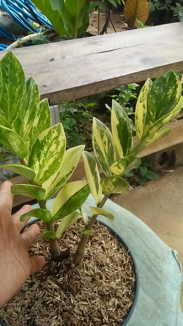 ZAMIOCULCAS ZAMIIFOLIA VARIEGATED (ZZ VARIEGATED) FREE PHYTOSANITARY
