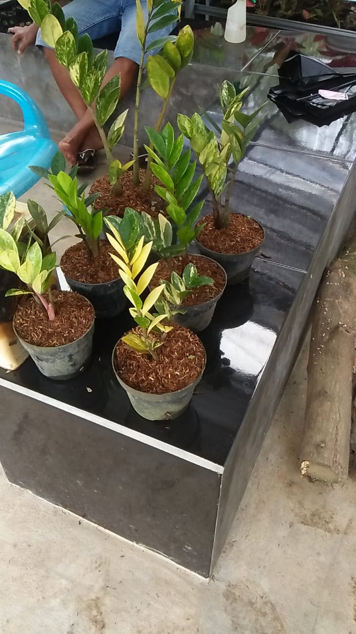 ZAMIOCULCAS ZAMIIFOLIA VARIEGATED (ZZ VARIEGATED) FREE PHYTOSANITARY