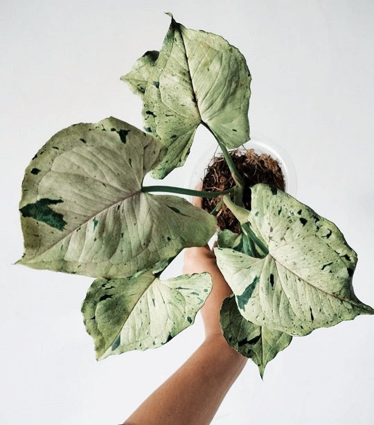 SYNGONIUM GREEN SPLASH