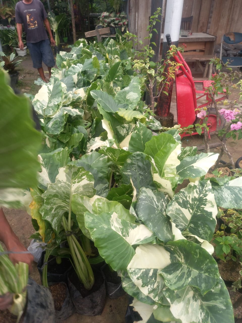 Alocasia Macrorrhiza Variegated (Seeds / Eggs ONLY) 50 pcs Seeds