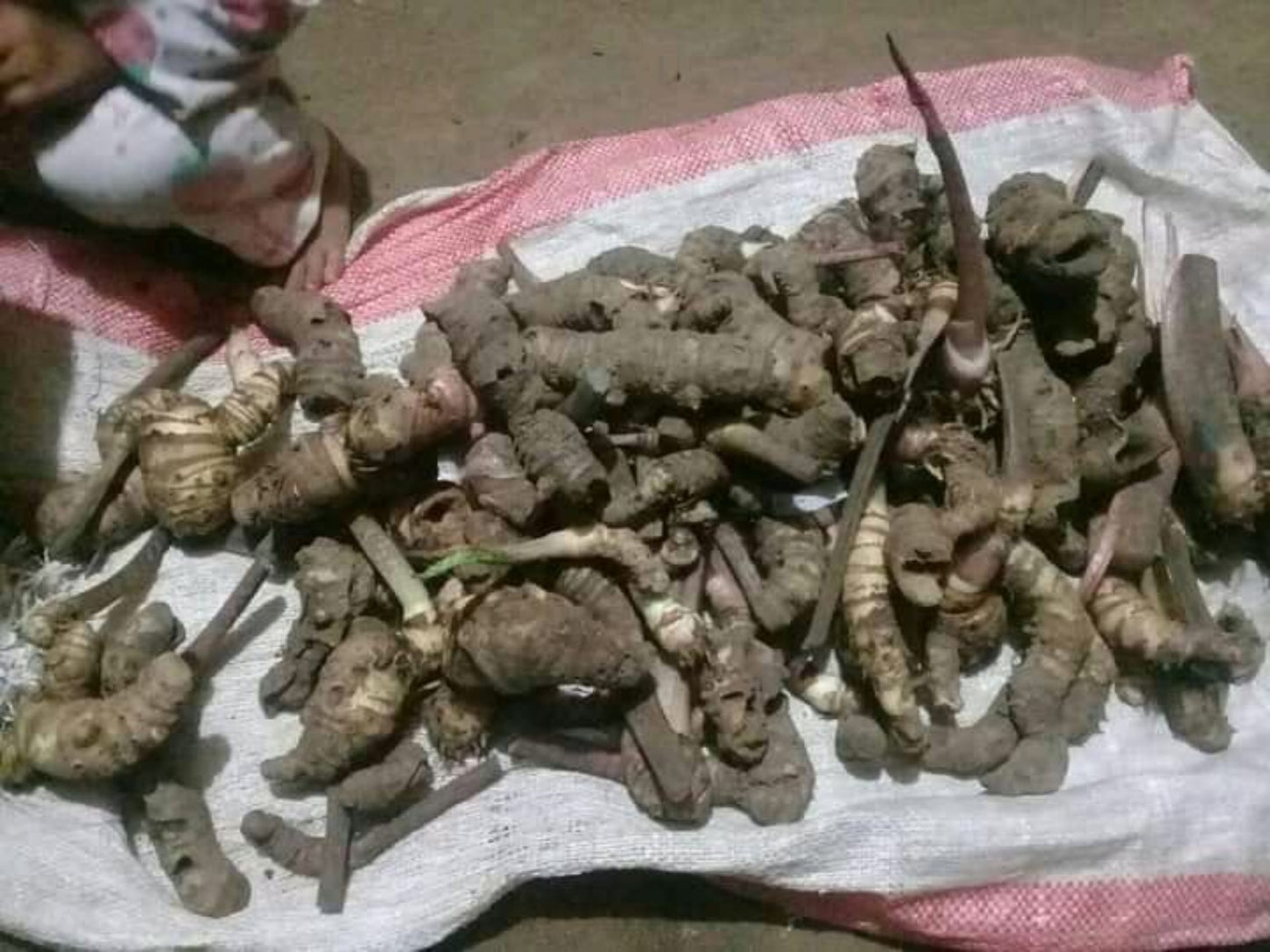 Alocasia Jacklyn (Bigger Bulb Only) SP.Sulawesi Indonesia (FREE PHYTOSANITARY)