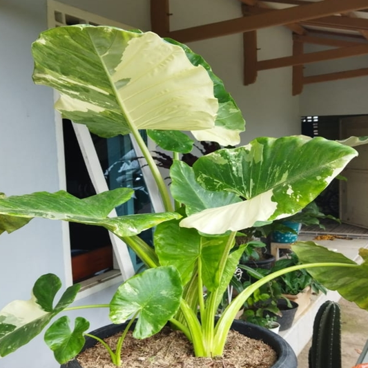 Alocasia Macrorrhiza Variegated (Seeds / Eggs ONLY) 50 pcs Seeds